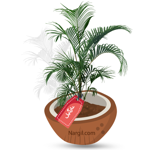  Nargil - Areca Palm